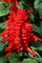 Salvia Splendens